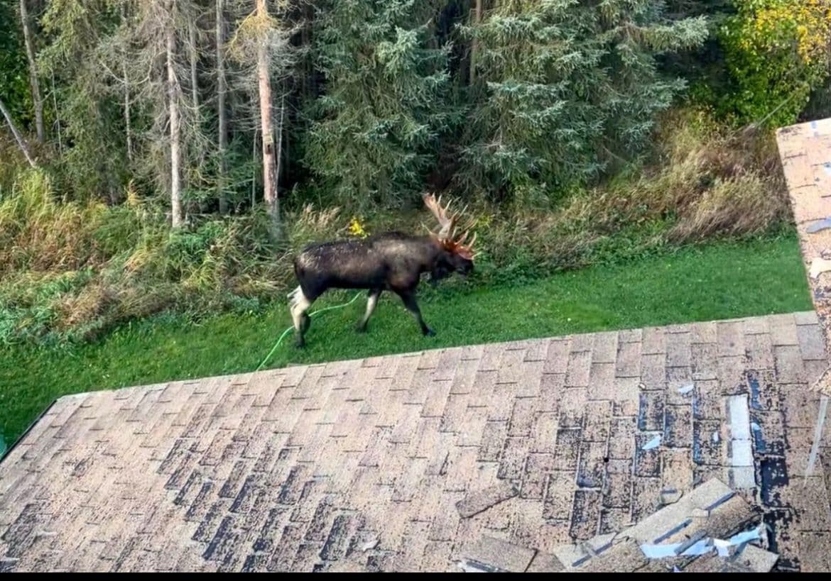 True North Contracting Solves Moose-Sized Roofing Challenge